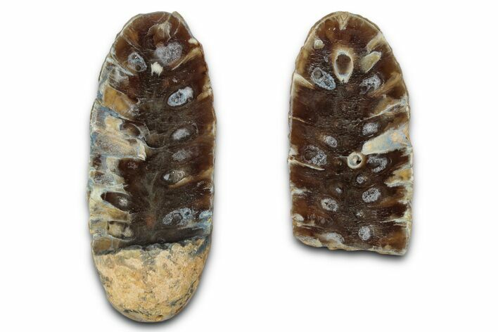 Cut & Polished Fossil Cycadophyte Cone - Boujdour, Morocco #346853